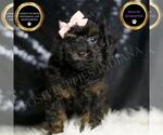 Small Poodle (Toy)