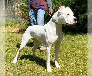 Medium Dogo Argentino