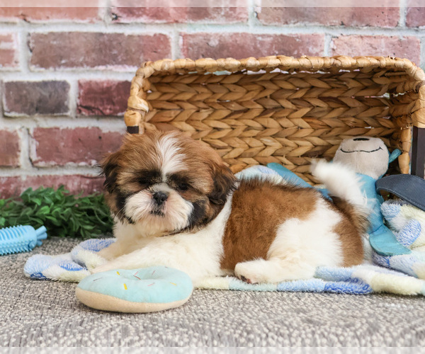 Medium Photo #6 Shih Tzu Puppy For Sale in SYRACUSE, IN, USA
