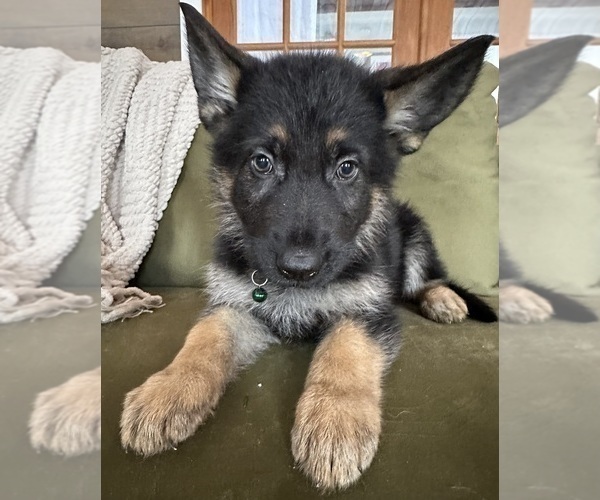 Medium Photo #6 German Shepherd Dog Puppy For Sale in PERKINSVILLE, VT, USA