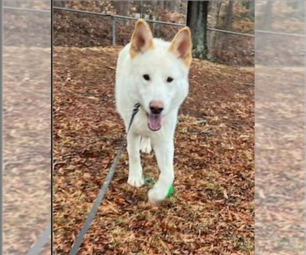 Medium Photo #20 Siberian Husky-white german shepherd Mix Puppy For Sale in Winston Salem, NC, USA