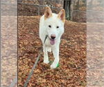 Small #19 Siberian Husky-white german shepherd Mix