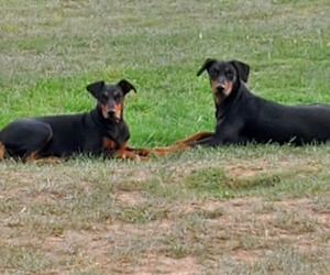 Father of the German Pinscher puppies born on 07/17/2025
