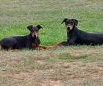 Small Photo #1 German Pinscher Puppy For Sale in LAVACA, AR, USA