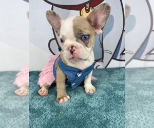 French Bulldog Puppy for Sale in BROOKLYN, New York USA