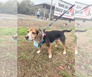 Beagle Dogs for adoption in Tampa, FL, USA