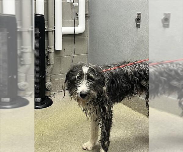 Medium Photo #1 Irish Wolfhound-Unknown Mix Puppy For Sale in Las Vegas, NV, USA