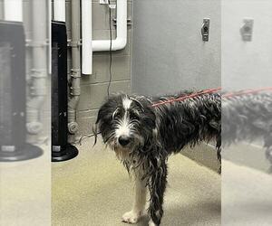 Irish Wolfhound-Unknown Mix Dogs for adoption in Las Vegas, NV, USA