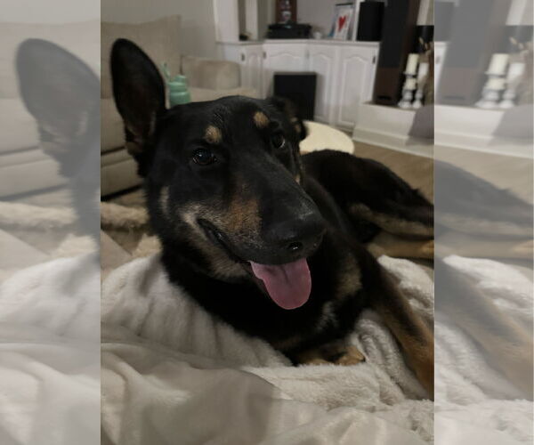 Medium Photo #1 German Shepherd Dog Puppy For Sale in New Hill, NC, USA
