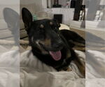 Small German Shepherd Dog