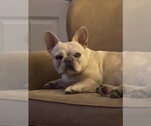 Mother of the French Bulldog puppies born on 08/22/2026
