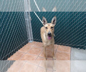 German Shepherd Dog-Unknown Mix Dogs for adoption in Downey, CA, USA