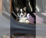 Small #10 Pembroke Welsh Corgi