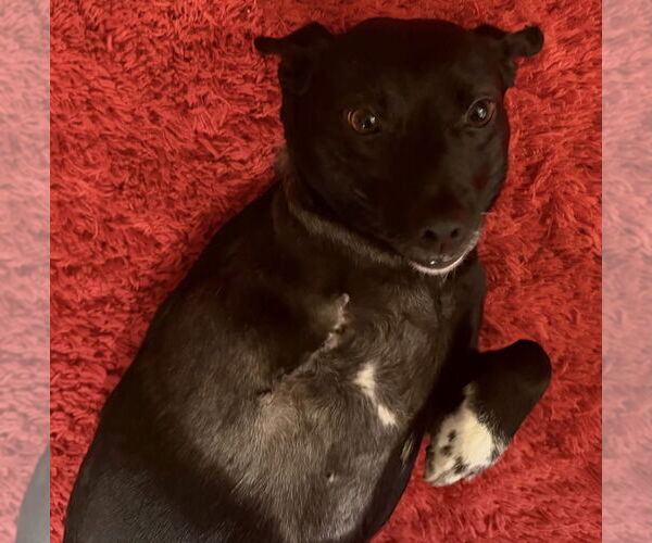 Medium Photo #3 Chihuahua-Unknown Mix Puppy For Sale in Lake Forest, CA, USA