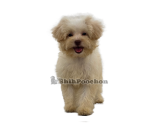 Bichon Frise-ShihPoo Mix Puppy for sale in SAN DIEGO, CA, USA