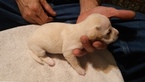 Small Photo #2 Mountain Feist Puppy For Sale in SULLIVAN, OH, USA