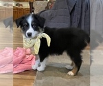Puppy 5 Australian Shepherd