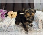 Puppy Caroline Yorkshire Terrier