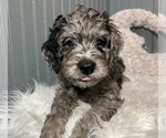 Small Photo #13 Aussiedoodle-Goldendoodle Mix Puppy For Sale in ETOWAH, TN, USA