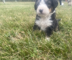 Bernedoodle Puppy for sale in JEFFERSON PROVING GROUND, IN, USA