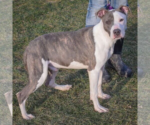 Medium Photo #2 American Staffordshire Terrier-Boxer Mix Puppy For Sale in Huntley, IL, USA