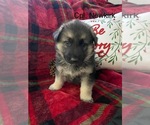 Puppy Cpl Newkirk German Shepherd Dog