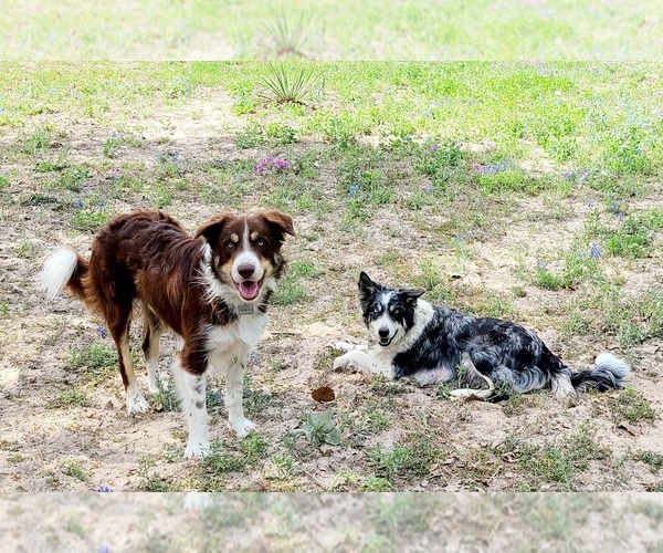 Medium Photo #9 Border Collie Puppy For Sale in ELMENDORF, TX, USA