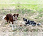 Small Photo #9 Border Collie Puppy For Sale in ELMENDORF, TX, USA