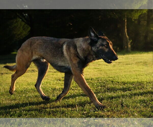 Medium Photo #3 German Shepherd Dog Puppy For Sale in Royse City , TX, USA