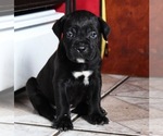 Small Photo #1 Cane Corso Puppy For Sale in PALMDALE, CA, USA