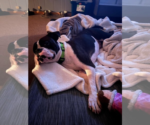 Medium Photo #2 Boxer Puppy For Sale in Burnsville, MN, USA