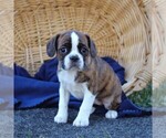 Small Boston Terrier-Cavalier King Charles Spaniel Mix