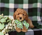 Small #3 Goldendoodle (Miniature)