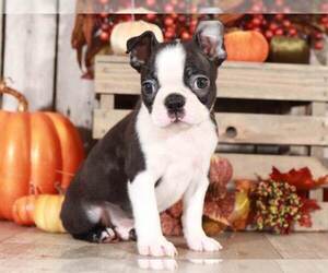 Boston Terrier Puppy for sale in MOUNT VERNON, OH, USA