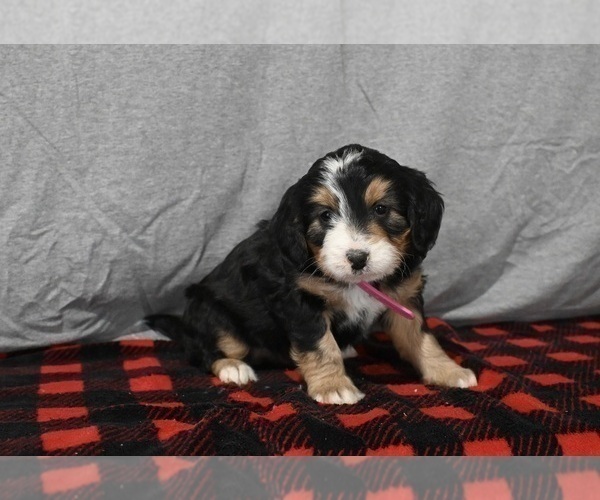 Medium Photo #5 Bernedoodle (Miniature) Puppy For Sale in MILLERSBURG, OH, USA