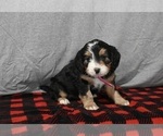 Small Photo #5 Bernedoodle (Miniature) Puppy For Sale in MILLERSBURG, OH, USA