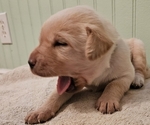 Puppy Hatchet Labrador Retriever
