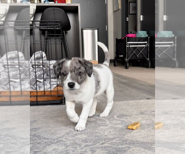 Medium Photo #2 Australian Shepherd-Unknown Mix Puppy For Sale in Brewster, NY, USA