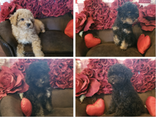 Poodle (Toy) Puppy for sale in STILLWATER, MN, USA