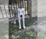 Small Old English Sheepdog