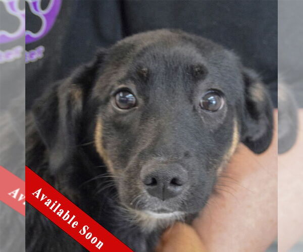 Medium Photo #1 Border-Aussie Puppy For Sale in Huntley, IL, USA