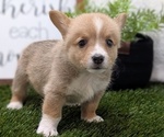 Small #2 Pembroke Welsh Corgi