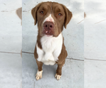 Small #1 American Pit Bull Terrier-Retriever  Mix
