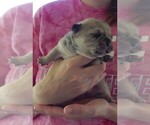 Small Photo #16 French Bullhuahua Puppy For Sale in SPRAGGS, PA, USA