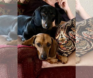 Dachshund Dogs for adoption in Santa Clarita, CA, USA