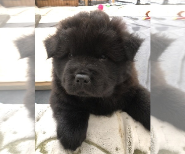 Medium Photo #1 Chow Chow Puppy For Sale in LOS ANGELES, CA, USA
