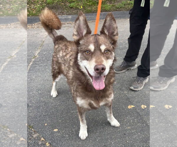 Medium Photo #3 Siberian Husky Puppy For Sale in Salinas, CA, USA