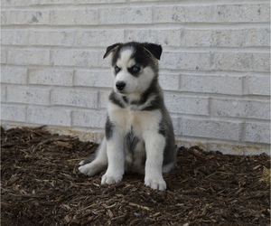 Siberian Husky Puppy for sale in BELLEFONTE, PA, USA