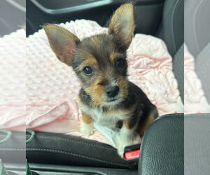 Mutt Dogs for adoption in Royal Palm Beach, FL, USA