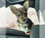 Small Mutt